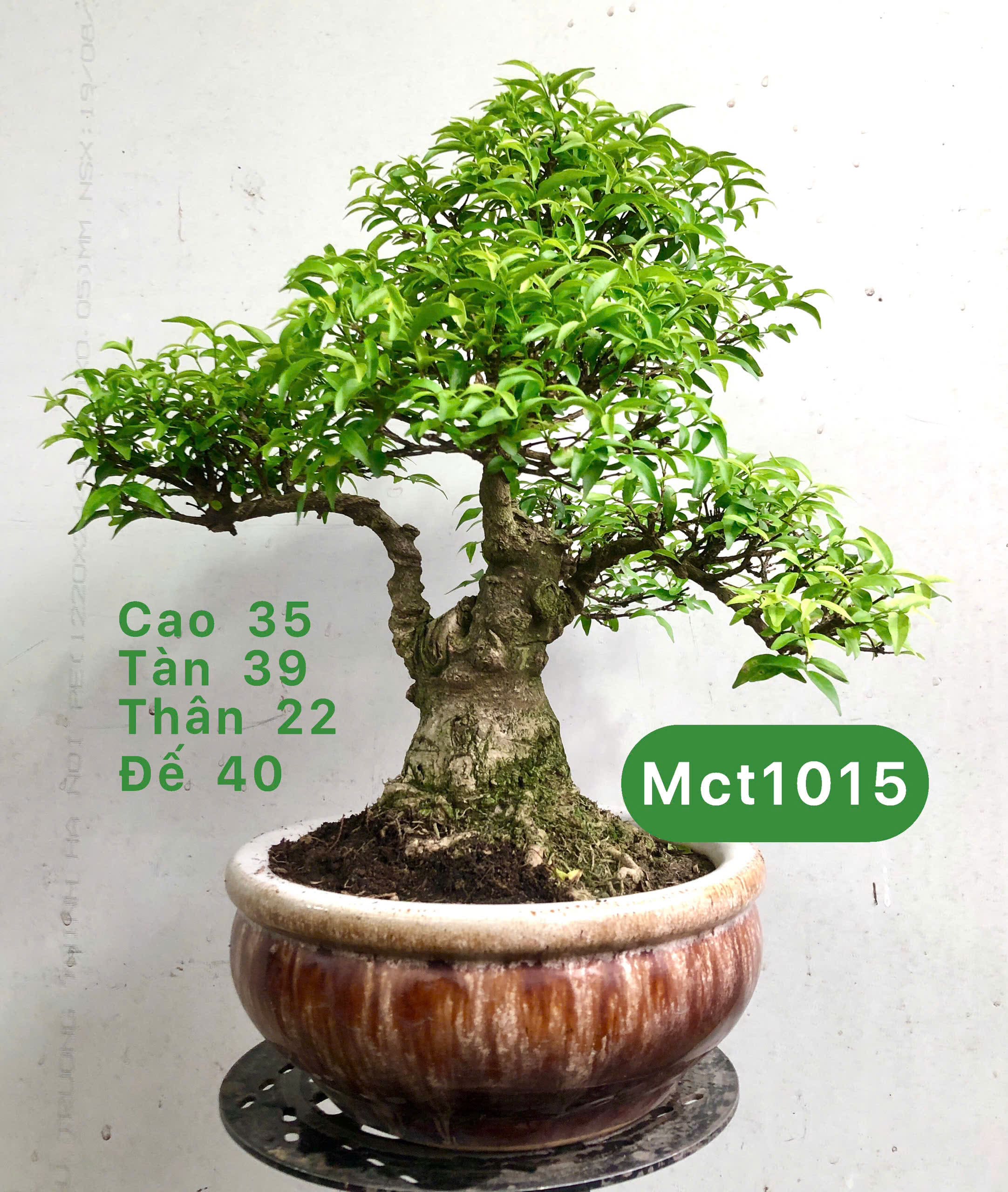 Tổng hợp cây bonsai để bàn